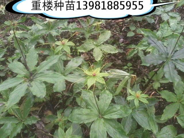 供應(yīng)四川重樓皂角樹苗
