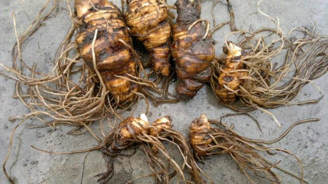 供應(yīng)重樓種植技術(shù)免費(fèi)信息