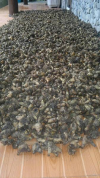 供應用于收斂止血|內(nèi)外傷出血的四川白芨種苗收購價格    中藥白及