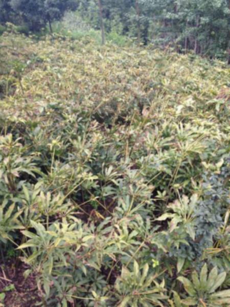 供應(yīng)重樓種植技術(shù)免費(fèi)信息