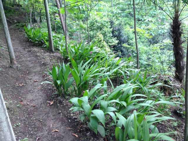 供應(yīng)成都白及種苗新苗批發(fā)︳成都白及種苗新苗供貨商報(bào)價(jià)