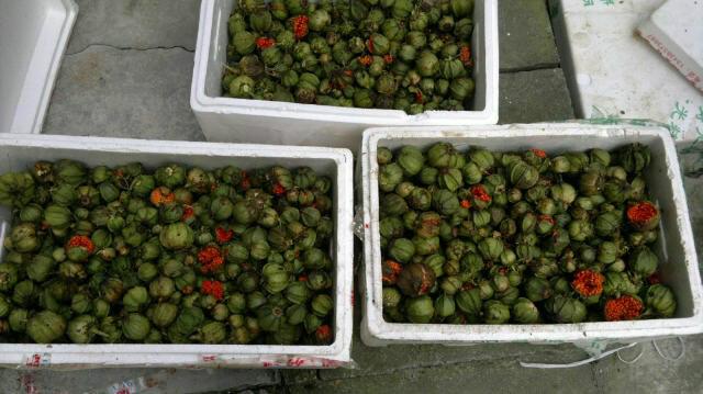 供應(yīng)四川叢樓種籽