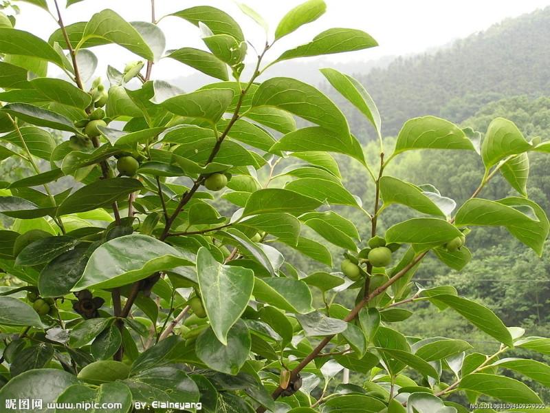 供應(yīng)晉南八月紅柿子苗