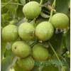 供應(yīng)中國(guó)農(nóng)科院中楊基地優(yōu)種核桃苗