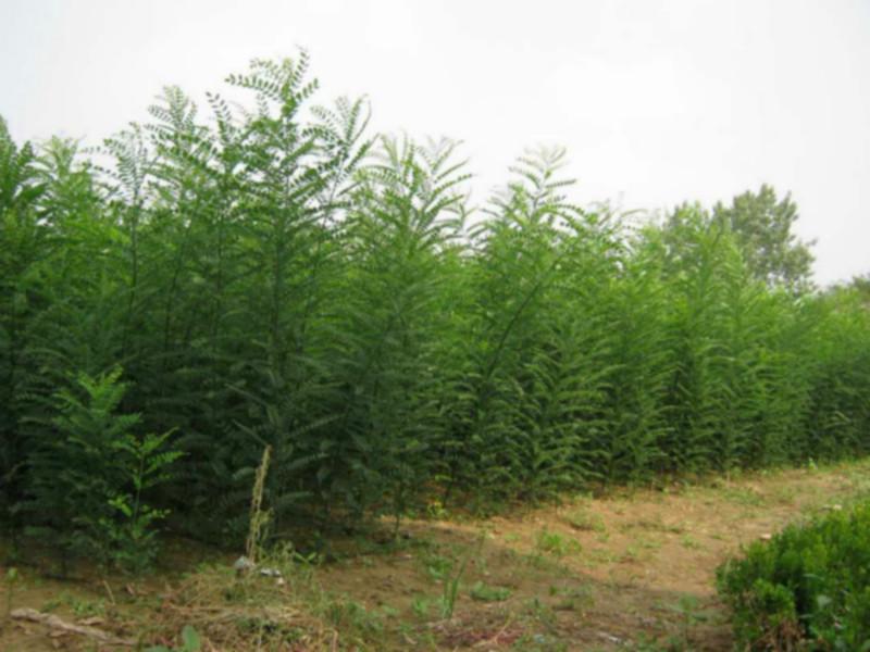 供應(yīng)哪里有*惠的國(guó)槐苗,哪里有國(guó)槐苗價(jià)格,哪里有國(guó)槐苗批發(fā)商