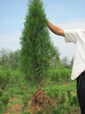 供應(yīng)中國(guó)農(nóng)科院中楊基地推廣苗