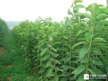 蘋(píng)果實(shí)生苗圖片