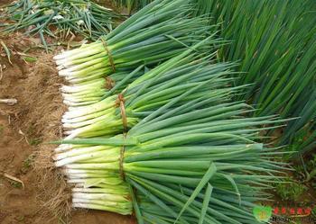 供應(yīng)大蔥