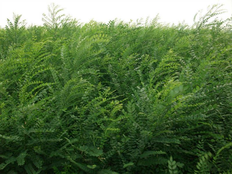 供應(yīng)哪里有*惠的國(guó)槐苗,哪里有國(guó)槐苗價(jià)格,哪里有國(guó)槐苗批發(fā)商