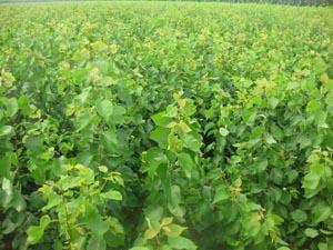 供應(yīng)山杏實生苗