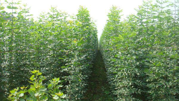 供應(yīng)山西絳縣白蠟苗