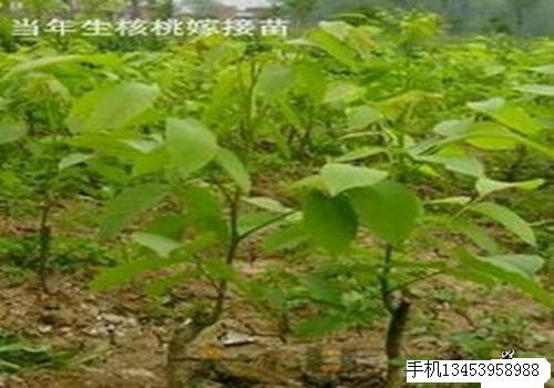 供應(yīng)中國(guó)農(nóng)科院中楊基地優(yōu)種核桃苗