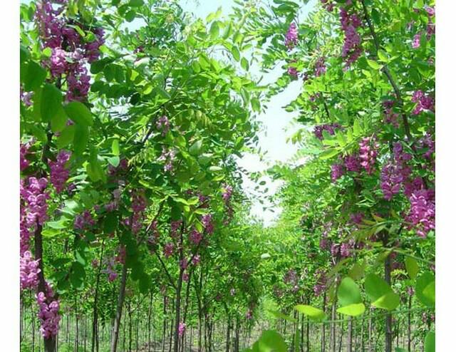 供應(yīng)香花槐苗
