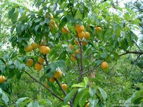 供應(yīng)山杏實生苗