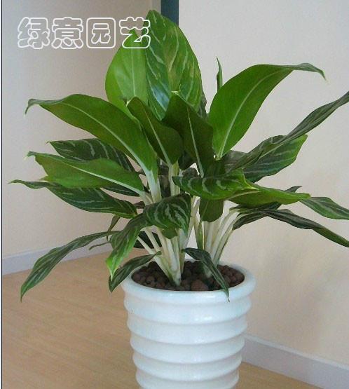 供應(yīng)年花年桔時花植物出租