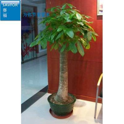 供應(yīng)發(fā)財(cái)樹綠蘿金錢樹出租出售