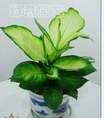 室內(nèi)綠化植物出租出租，辦公室租花，天河區(qū)租花服務(wù)公司
