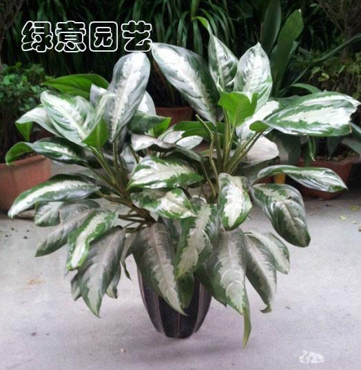 供應(yīng)年花年桔時花植物出租