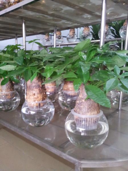 供應(yīng)發(fā)財(cái)樹綠蘿等室內(nèi)盆栽租擺租花服務(wù)室內(nèi)綠化