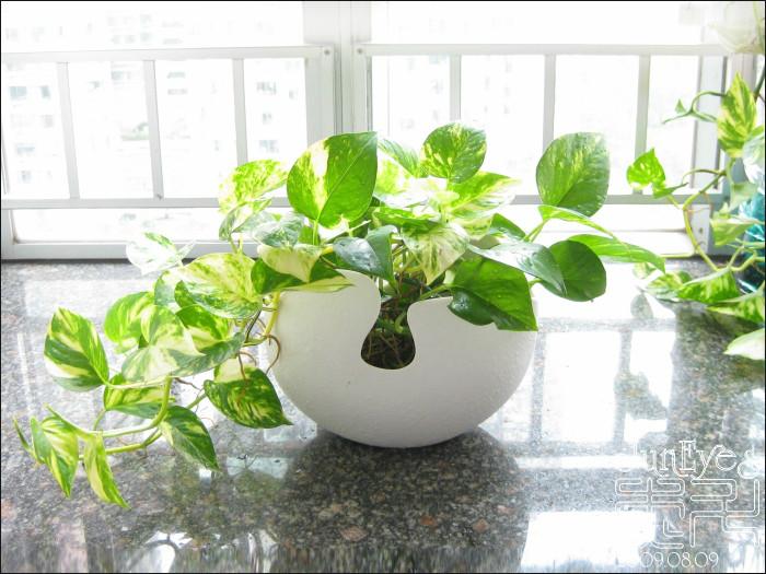 供應(yīng)發(fā)財(cái)樹綠蘿等室內(nèi)盆栽租擺租花服務(wù)室內(nèi)綠化