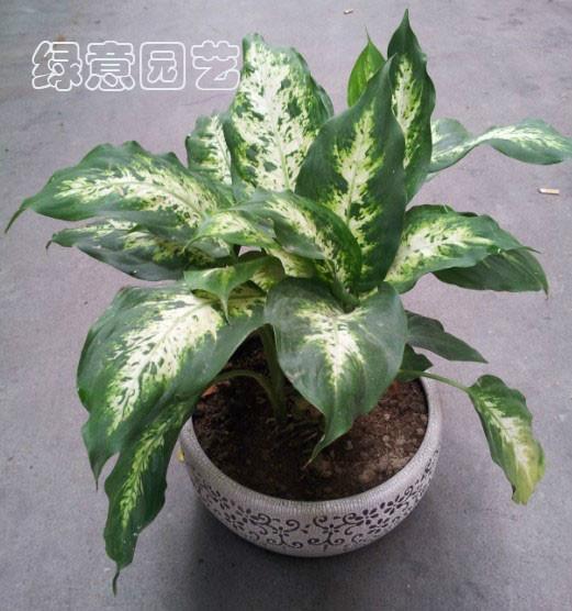 供應(yīng)年花年桔時花植物出租