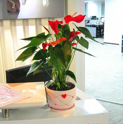 發(fā)財樹綠蘿金錢樹出租出售圖片