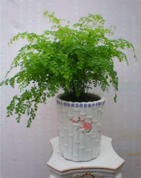 室內(nèi)綠化植物出租出租，辦公室租花，天河區(qū)租花服務(wù)公司