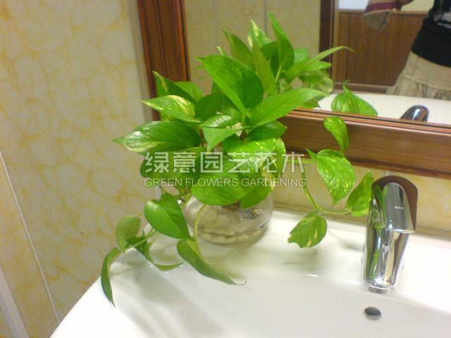 供應(yīng)*盆栽出租廣州租花服務(wù)廣州花木租擺