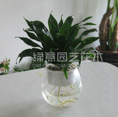 供應(yīng)租花 廣州租花，廣州綠植租擺，盆栽花卉