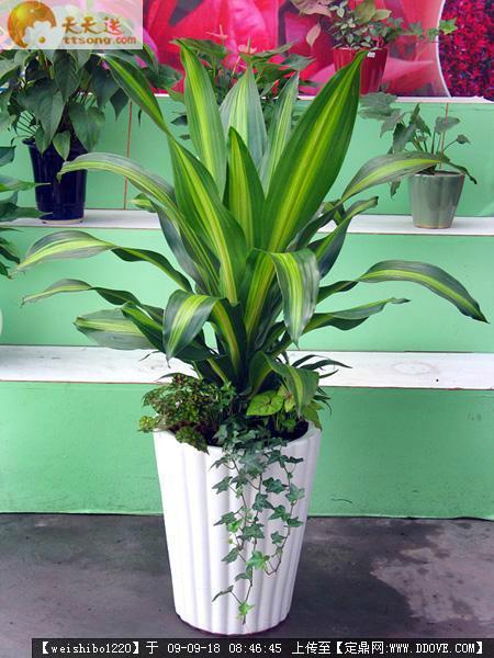 室內(nèi)綠化植物出租出租，辦公室租花，天河區(qū)租花服務(wù)公司