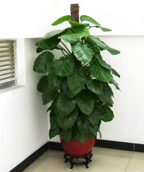 供應(yīng)發(fā)財(cái)樹綠蘿金錢樹出租出售