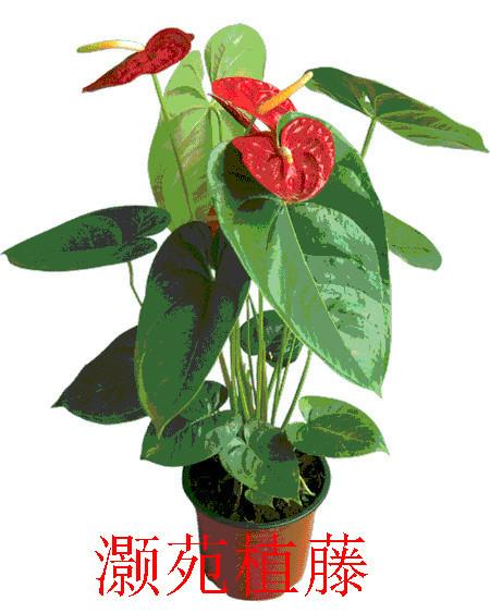 绿植花卉租赁价格 绿植花卉租赁公司 绿植花卉租赁服务