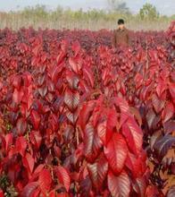紅葉櫻花嫁接方法櫻砧王苗紅葉櫻花圖片