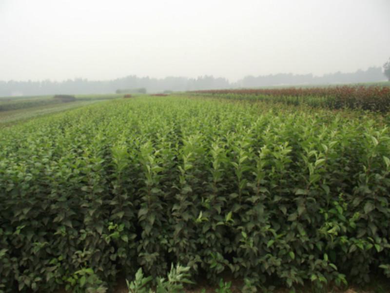 凱爾斯海棠小苗圖片