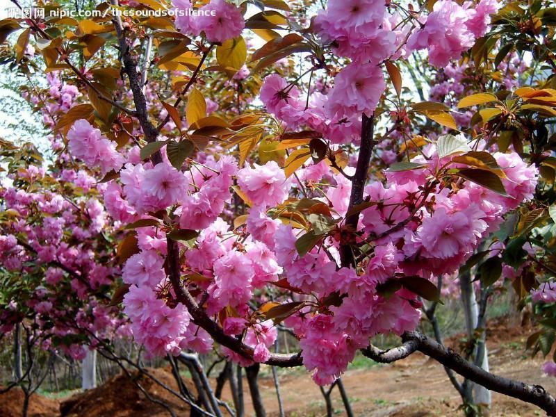 紅葉櫻花圖片/紅葉櫻花樣板圖 (2)