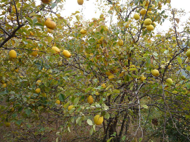 木瓜苗木圖片/木瓜苗木樣板圖 (4)