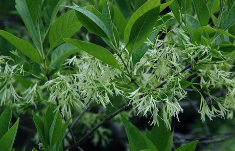 流蘇苗流蘇芽子圖片