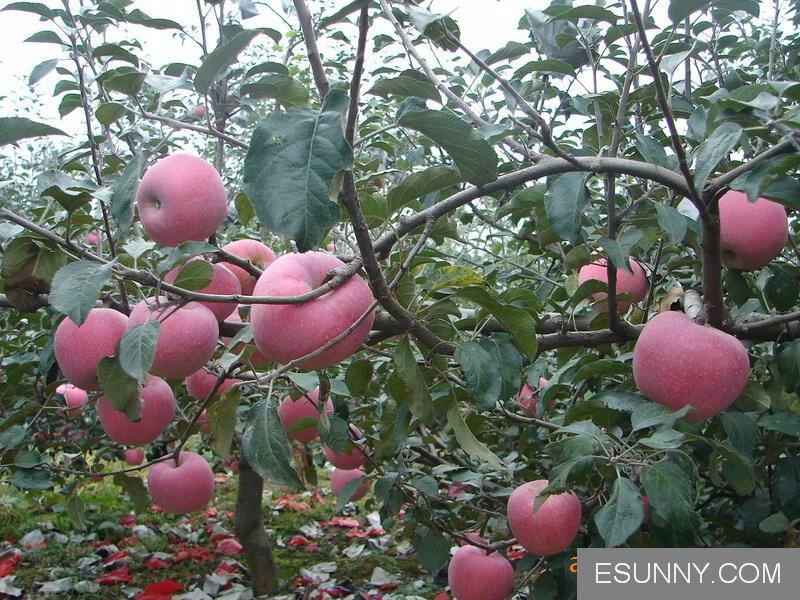 供應(yīng)棗苗棗樹小苗