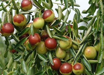 國光大棗沾化冬棗沂蒙雪棗雪棗