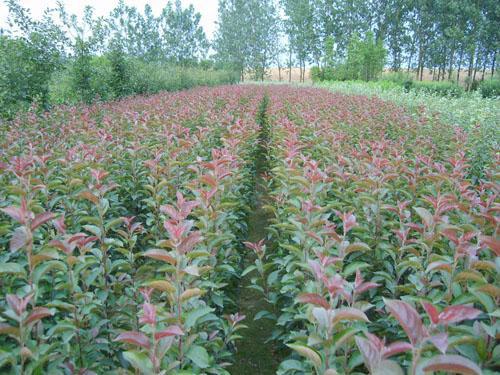 供應(yīng)亞當(dāng)海棠