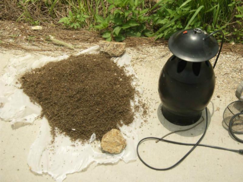 供應(yīng)*滅蚊器電子滅蚊器