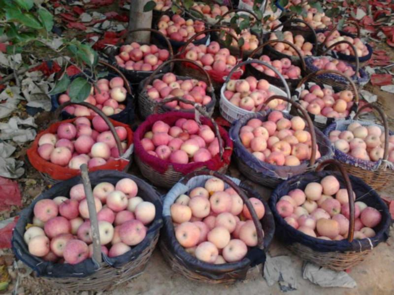 供應(yīng)冷庫(kù)紅富士蘋(píng)果批發(fā)商