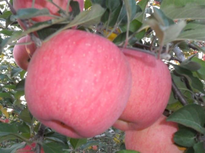 供應(yīng)陜西紅富士蘋果