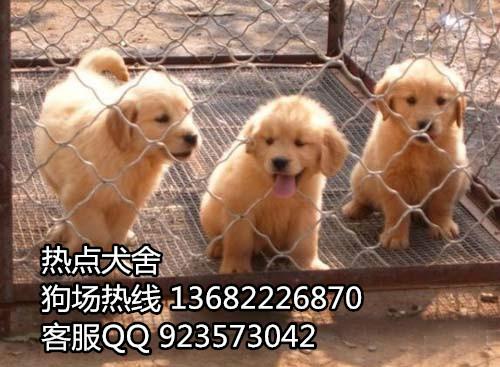 供应广州到哪里有金毛犬幼犬广州纯种金毛犬多少钱一只