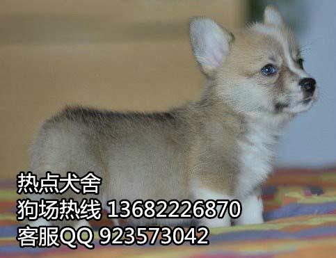 供应广州柯基犬大概价格广州区哪里买柯基犬比较好一点图片