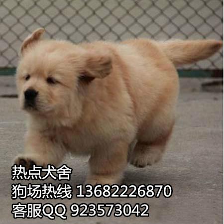 广州市广州到哪里有金毛犬幼犬厂家