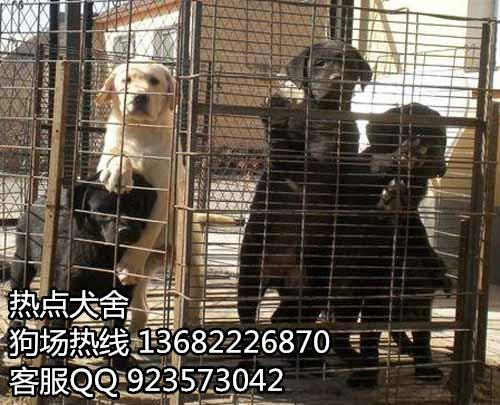 广州海珠区哪里有买卖拉布拉多幼犬 热点犬舍直销名犬 图片