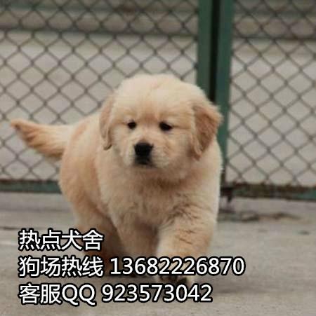 广州市广州到哪里有金毛犬幼犬厂家供应广州到哪里有金毛犬幼犬广州纯种金毛犬多少钱一只