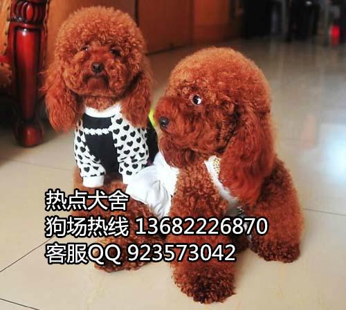 广州哪里有卖泰迪熊犬 泰迪熊图片 泰迪熊价格图片