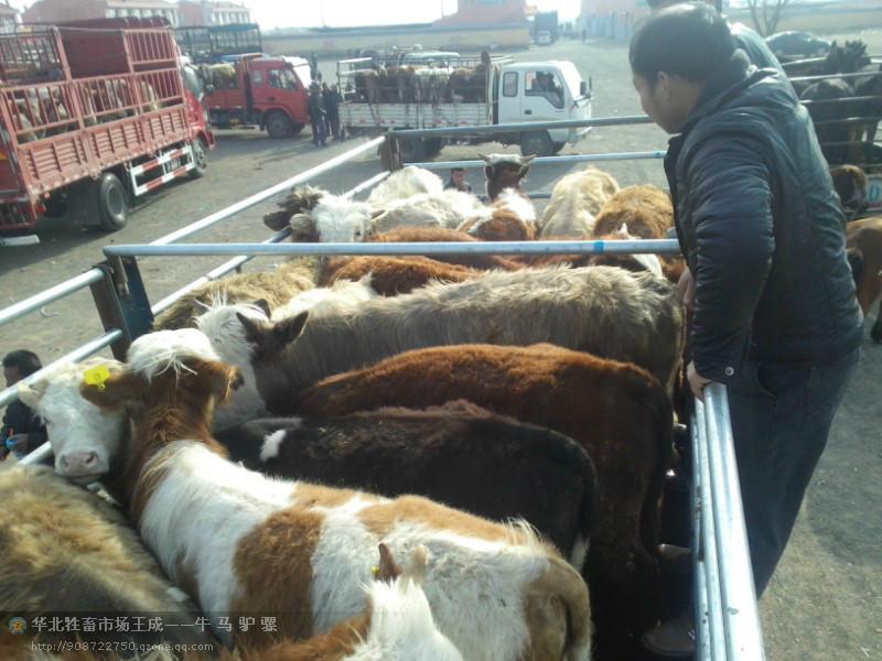 肉牛犢Q(mào)圖片